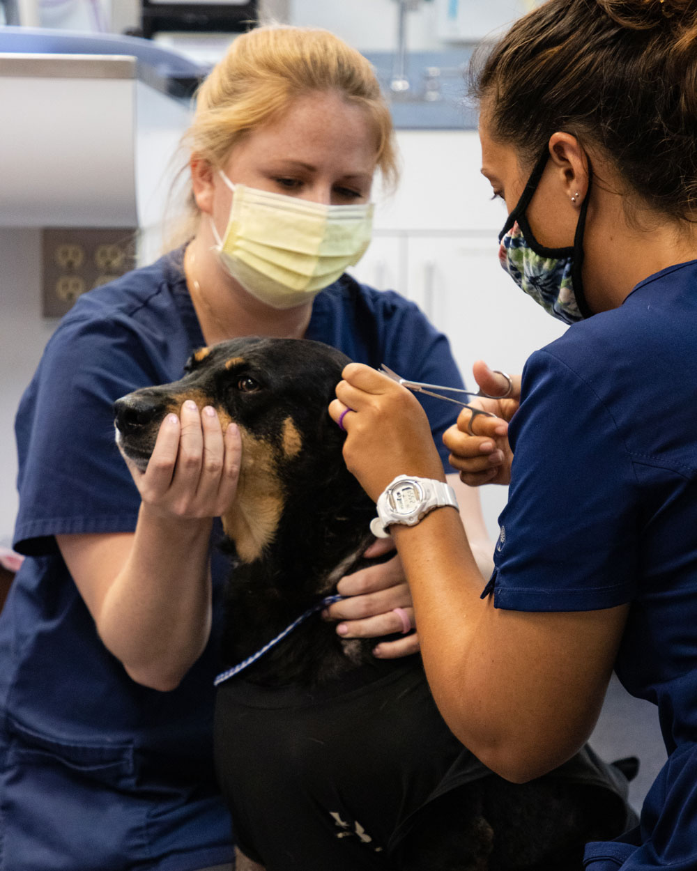 51 HQ Pictures All Pets Vet Clinic State College Pa : Columbia Animal Hospital, Columbia, PA | 717-681-6895 ...