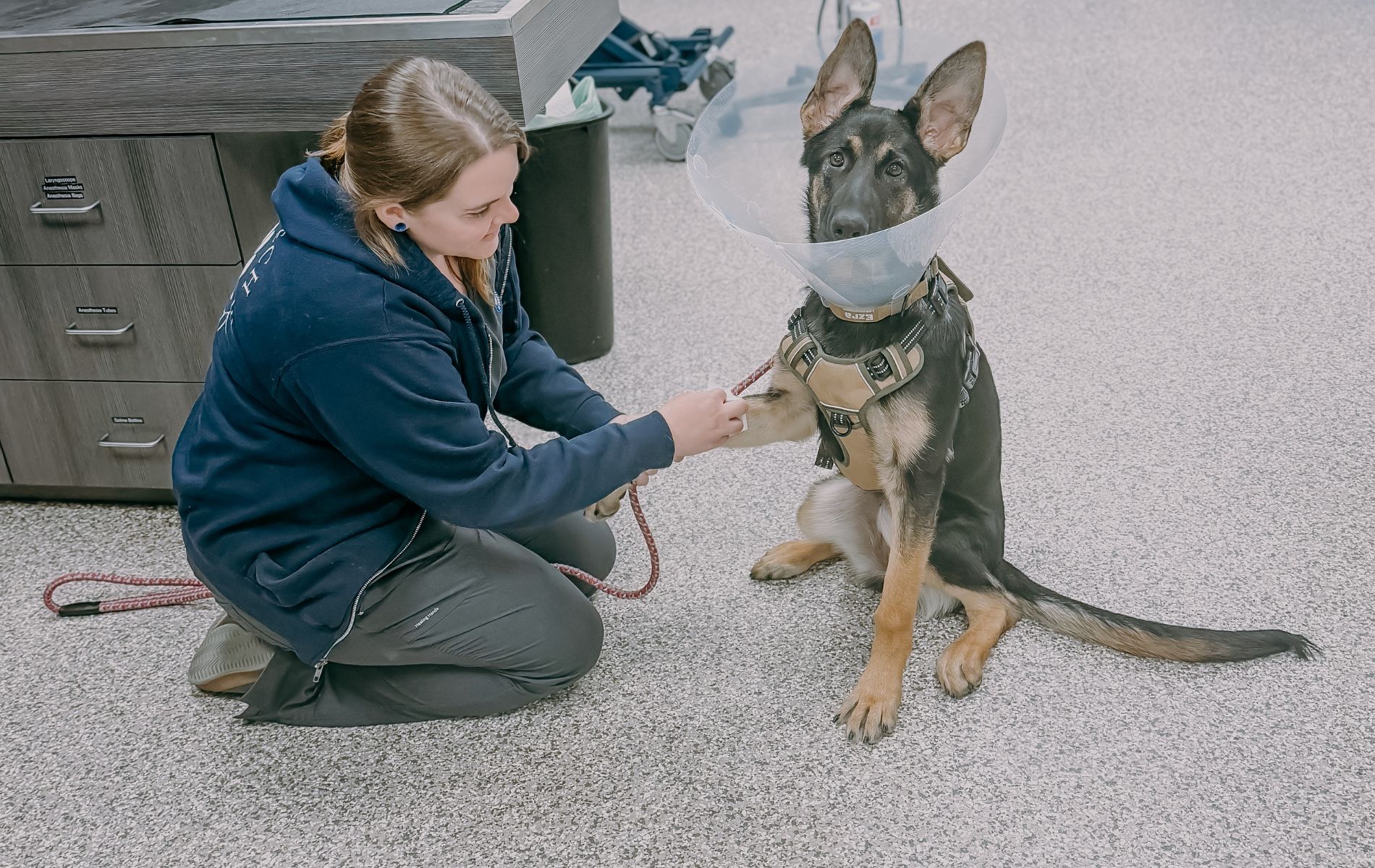 Veterinary Services Coatesville, PA - Brandywine Valley Veterinary Hospital