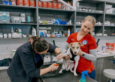 Two women are examining a dog together in a veterinary office